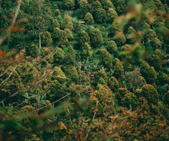 parigata-expesiences4